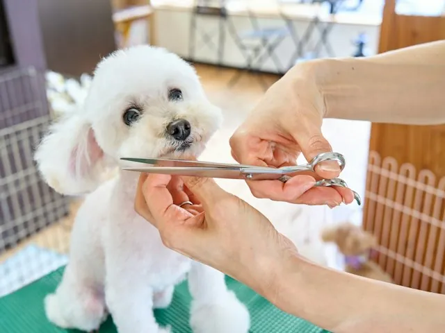 a groomer trimming a white poodle